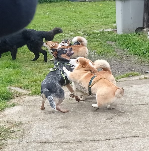 Pension canine De Viknane - photo 2