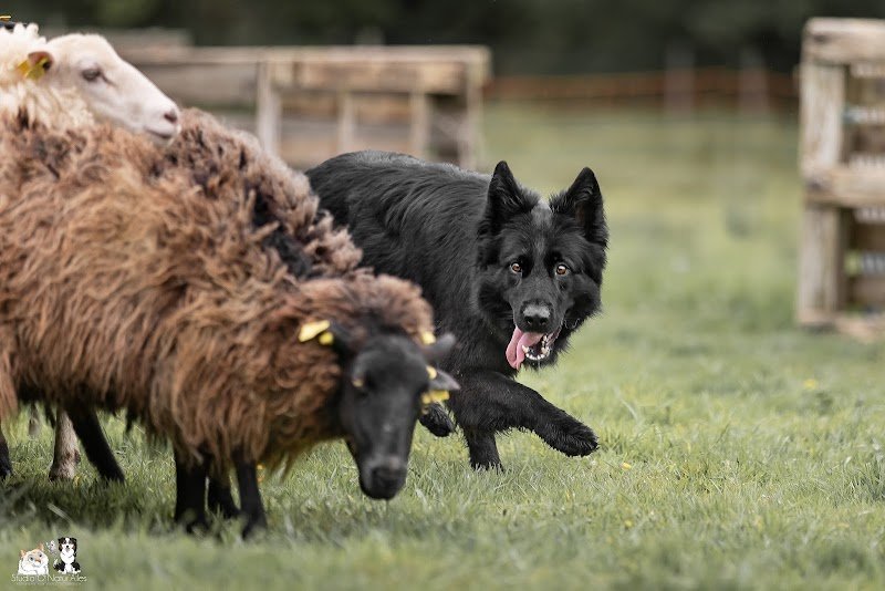 Pension canine De Viknane - photo 3
