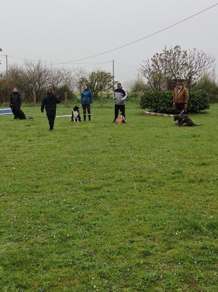 Club canin Centre d éducation canine de Plomeur (pays bigouden )
