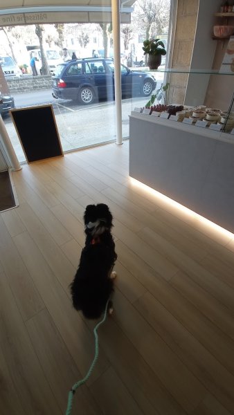 Éducateur canin spécialisé en chiens difficiles et expert en olfaction. Méthodes adaptées pour un comportement équilibré.