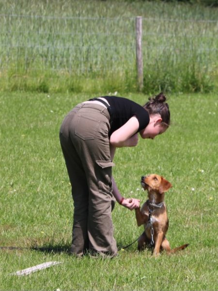 Club canin sport éducation bigouden - photo 3