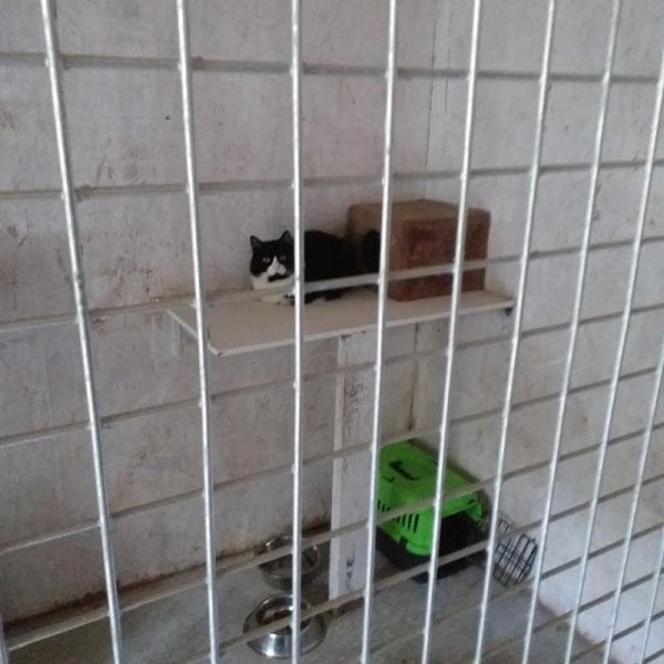 Pension canine et féline domaine des 3 menhirs - photo 2