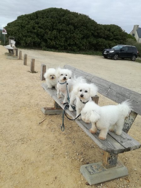 Jet Set Canine - photo 2