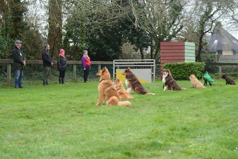 CLUB DU CHIEN D'UTILITE DE KERMENHIR - photo 2