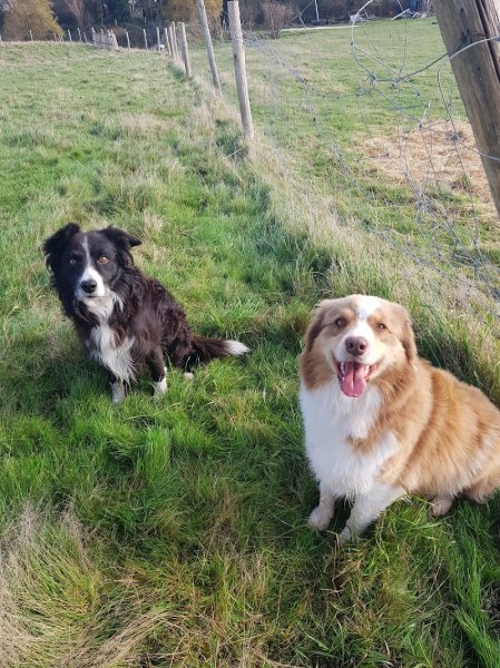 Animo'Com Educateur /Comportementaliste canin/Spécialisée Cynophobie/Prévention morsure