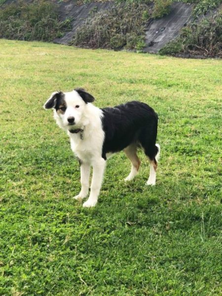 Animo'Com Educateur /Comportementaliste canin/Spécialisée Cynophobie/Prévention morsure - photo 2