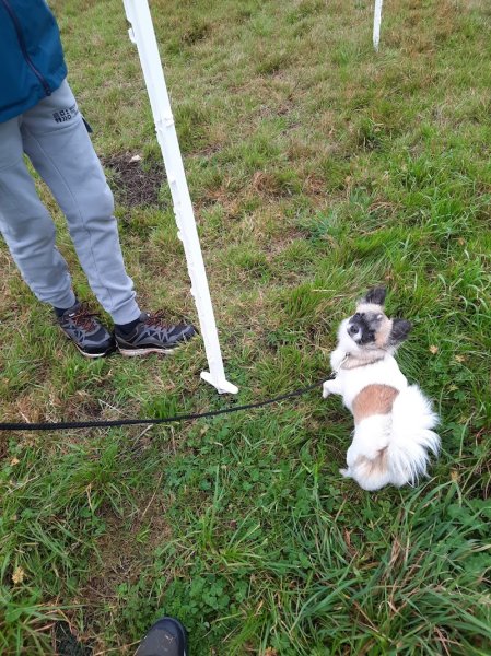 Animo'Com Educateur /Comportementaliste canin/Spécialisée Cynophobie/Prévention morsure - photo 3