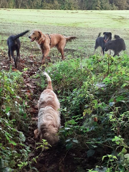 Claude Le Rhun Comportementaliste animalier Educatrice canin - photo 3