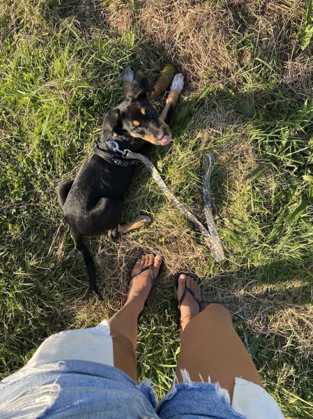 LOEN - Educateur canin - comportementaliste-pension-pet sitter - photo 2