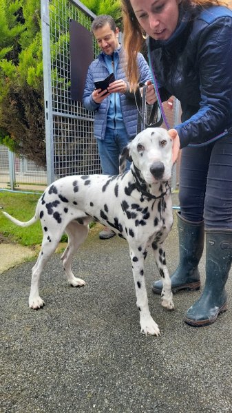 LOEN - Educateur canin - comportementaliste-pension-pet sitter - photo 3