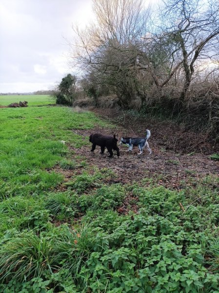 Pension Canine du Premier Jour de Neige