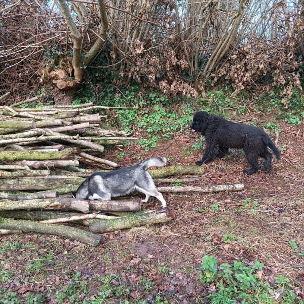 Pension Canine du Premier Jour de Neige - photo 2