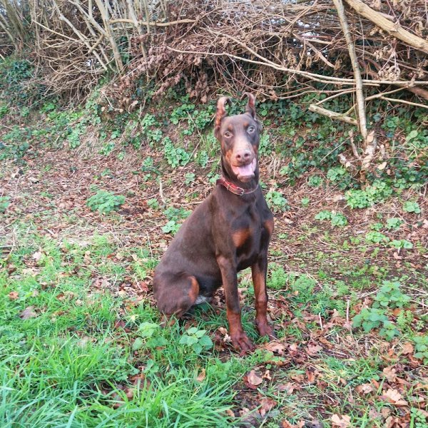 Pension Canine du Premier Jour de Neige - photo 3
