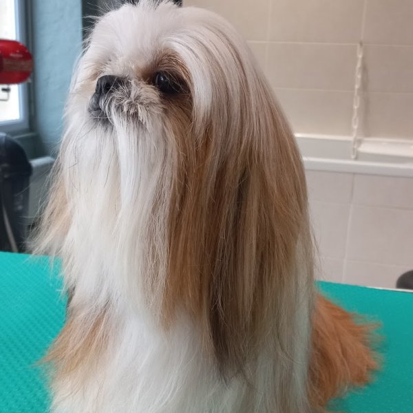 Dog Paradise - photo 2