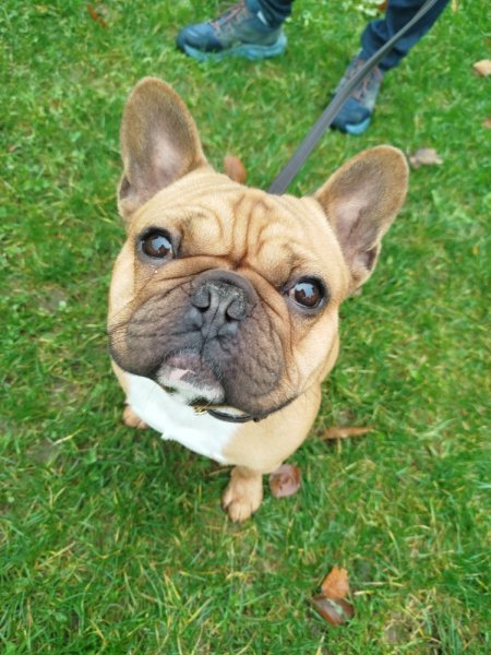 Centre Canin de la Baie - photo 2