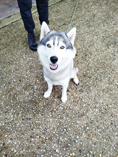 Centre Canin de la Baie - photo 3