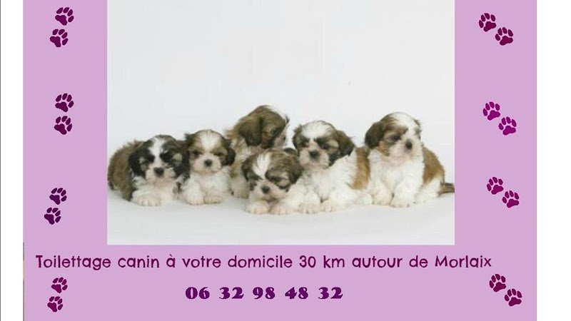 Domi-Canin toilettage à votre domicile - photo 1