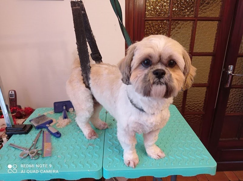 Domi-Canin toilettage à votre domicile - photo 2