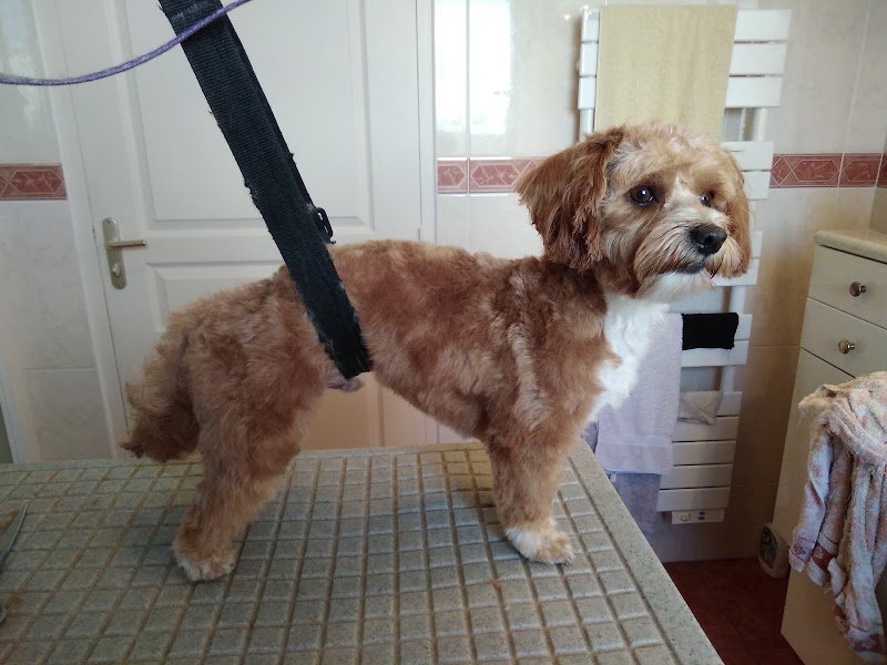 Domi-Canin toilettage à votre domicile - photo 3