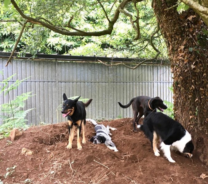 Pension Canine de Lesmel