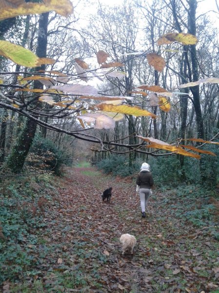 Pension Canine de Lesmel - photo 2