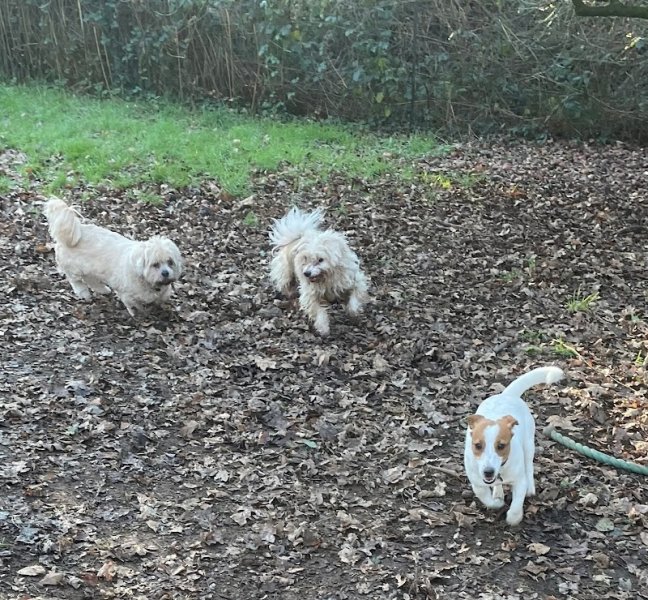 Pension Canine de Lesmel - photo 3