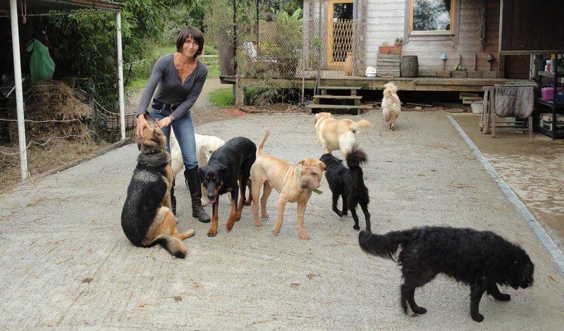 Pension Canine sans box - Finistère - Locronan - photo 2