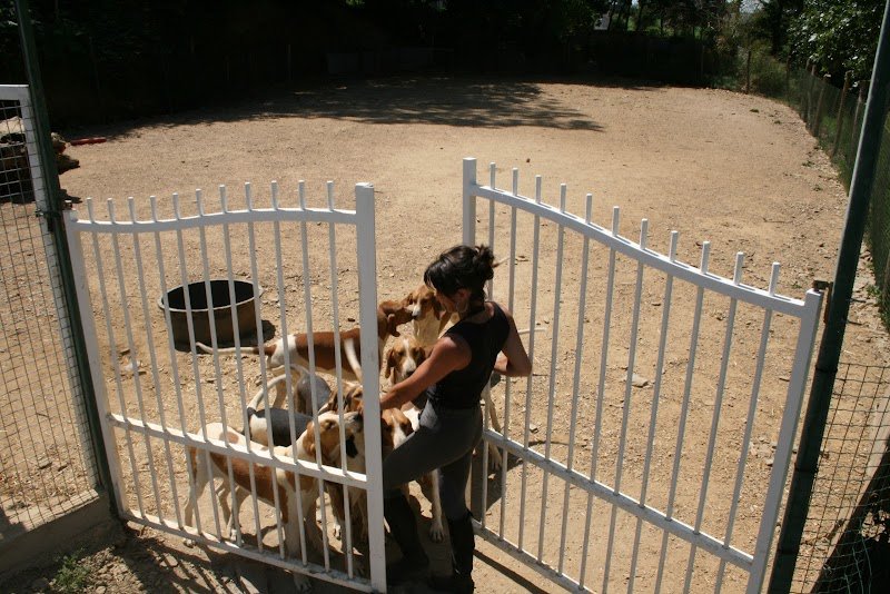 Pension Canine sans box - Finistère - Locronan - photo 3