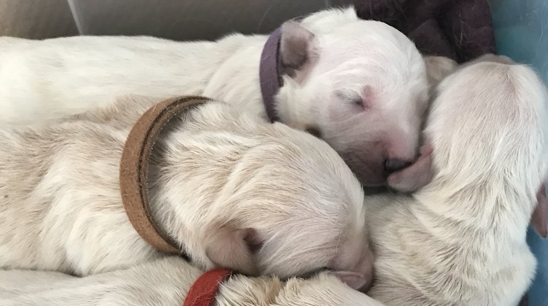 Elevage canin Jardin Sauvage - photo 1