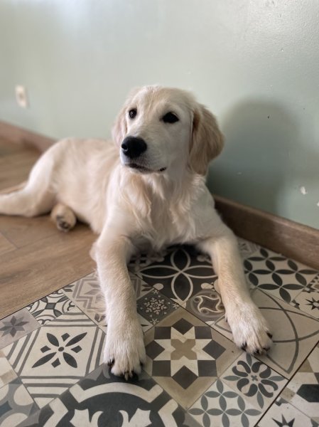 Elevage canin Jardin Sauvage - photo 2