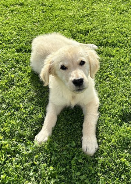 Elevage canin Jardin Sauvage - photo 3