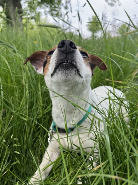 Ranch Canin - photo 1