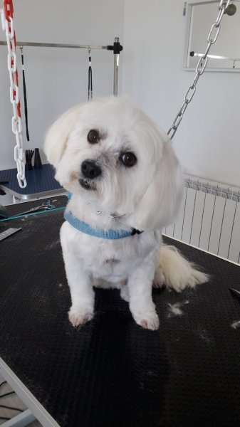 Bol d'Hair Canin - photo 1