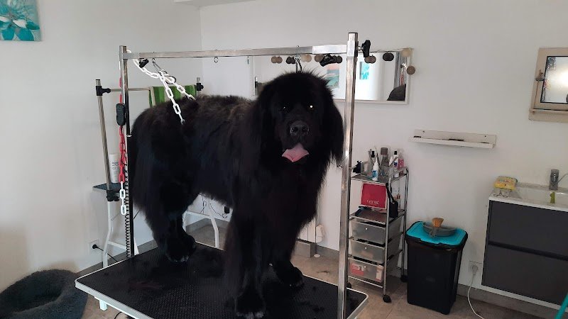 Bol d'Hair Canin - photo 3