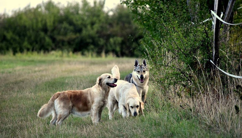 Elevage Wonder of Art , Golden retriever et chien-loup tchécoslovaque ; Comportementaliste