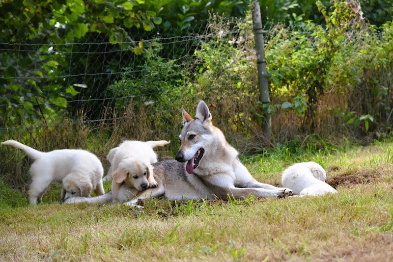 Elevage Wonder of Art , Golden retriever et chien-loup tchécoslovaque ; Comportementaliste - photo 2