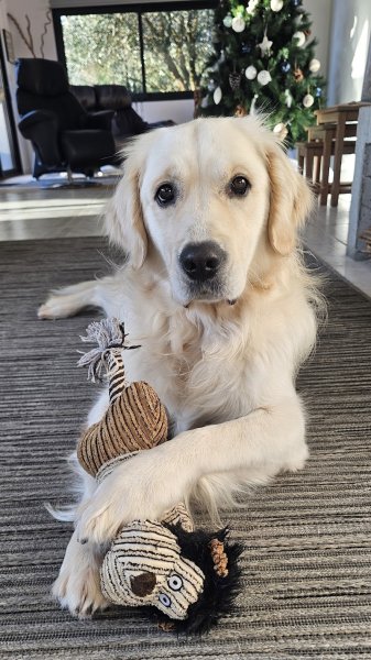 Elevage Wonder of Art , Golden retriever et chien-loup tchécoslovaque ; Comportementaliste - photo 3