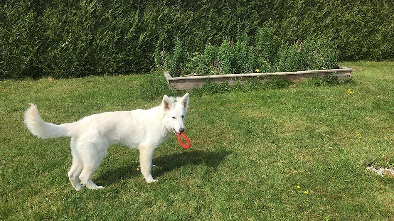 PATTEBLANCHE - EDUCATEUR CANIN