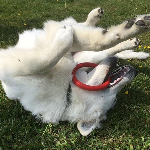 PATTEBLANCHE - EDUCATEUR CANIN - photo 3