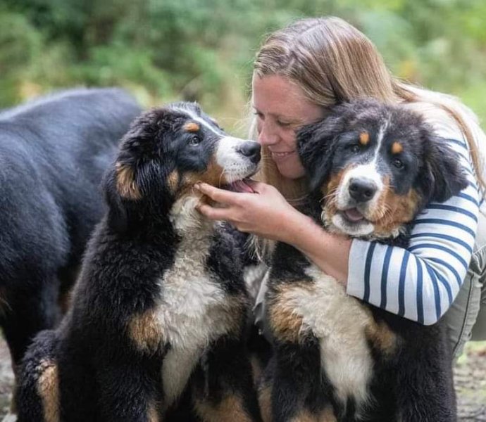 Pension canine du royaume des mayas
