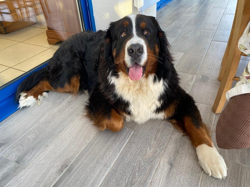 Pension canine du royaume des mayas - photo 2