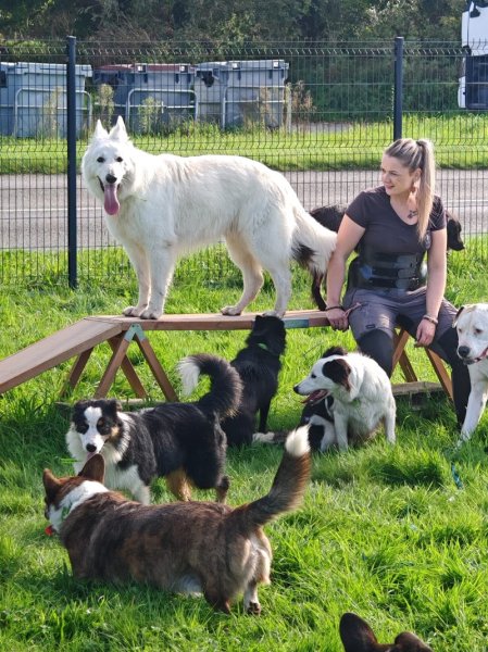 Vos compagnons, ma passion - Pension canine familiale sans box-Garderie-Vente de friandises naturelles-Pet-sitting-Transport