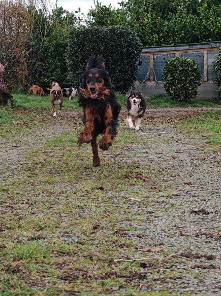 Vos compagnons, ma passion - Pension canine familiale sans box-Garderie-Vente de friandises naturelles-Pet-sitting-Transport - photo 2