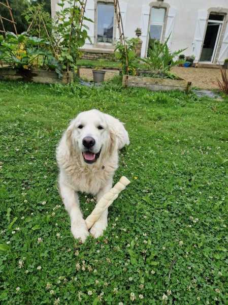 Vos compagnons, ma passion - Pension canine familiale sans box-Garderie-Vente de friandises naturelles-Pet-sitting-Transport - photo 3