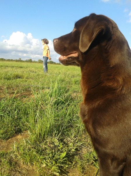 Ferme canine du Kastell Dinn - photo 1