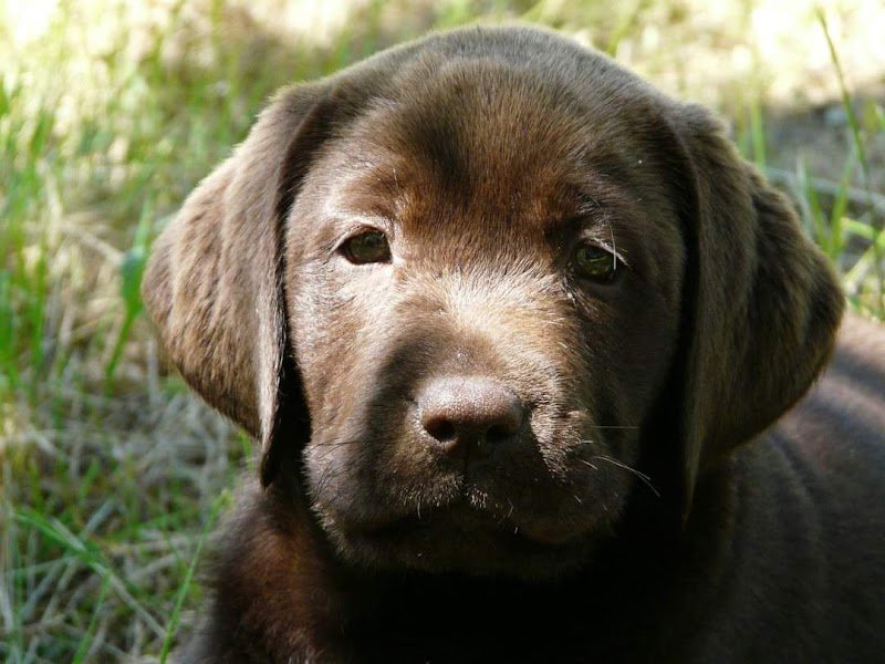 Ferme canine du Kastell Dinn - photo 3