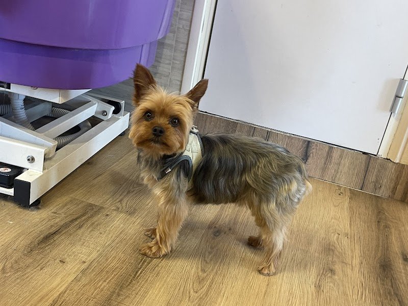 Un Poil de Faou ~ Salon De Toilettage pour chiens - photo 2