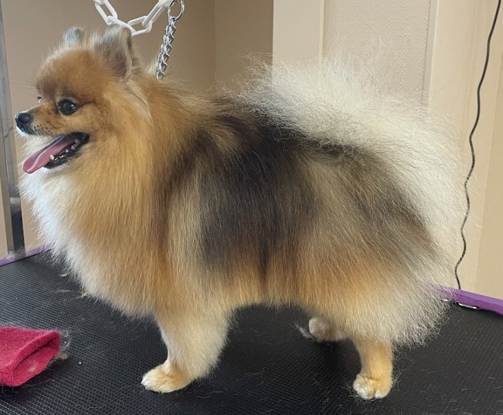 Un Poil de Faou ~ Salon De Toilettage pour chiens - photo 3