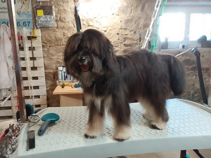 style dog toilettage canin et félin à domicile finistère(29) - photo 2