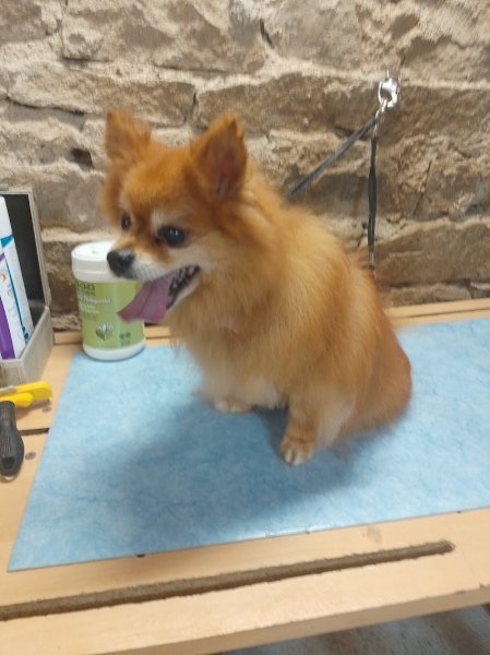 style dog toilettage canin et félin à domicile finistère(29) - photo 3